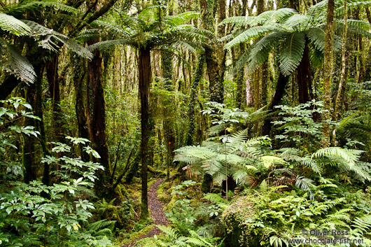 Native forest near Fox Glacier