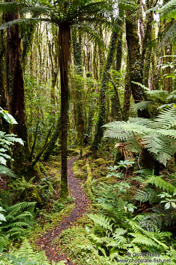 Native forest near Fox Glacier