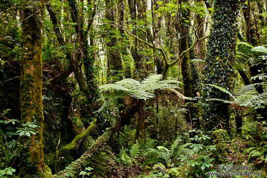 Native forest near Fox Glacier