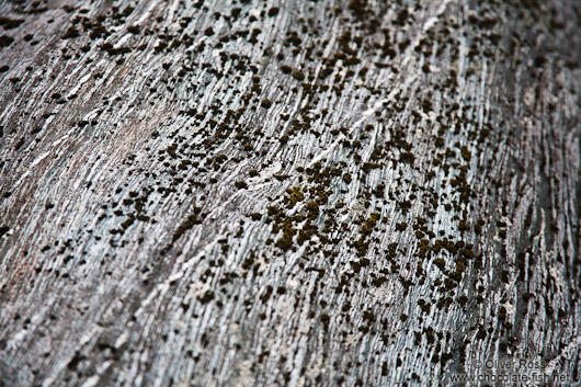 Sanding marks left by the Franz Josef Glacier on rocks in the river bed