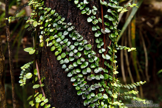 Climbing plants in a forest near Hokitika