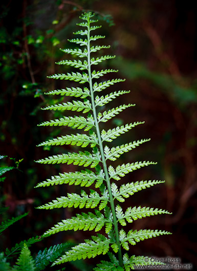 Fern in Lake Kaniere Forest