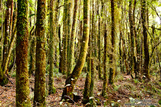 Lake Kaniere Forest