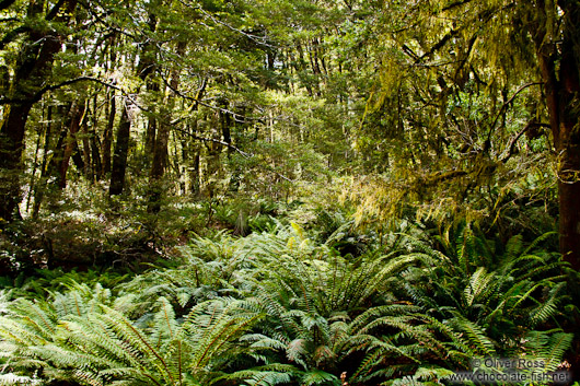 Forest in Mount Aspiring National Park
