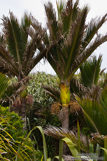 Nikau palms in Paparoa National Park near Punakaiki