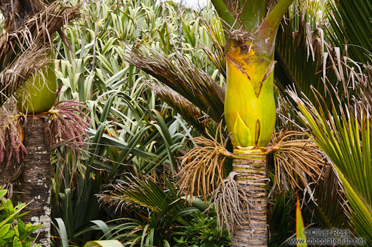 Nikau palms at Punakaiki