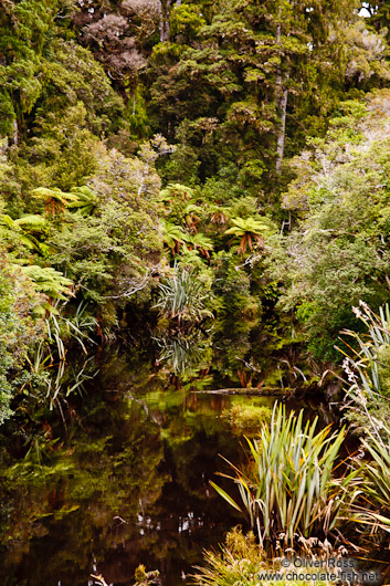 Black-water river in Westland National Park