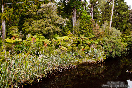 Black-water river in Westland National Park