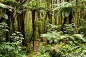 Travel photography:Native forest near Fox Glacier, New Zealand