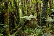 Travel photography:Native forest near Fox Glacier, New Zealand