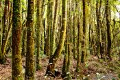 Travel photography:Lake Kaniere Forest, New Zealand