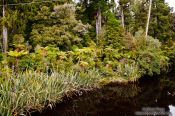 Travel photography:Black-water river in Westland National Park, New Zealand