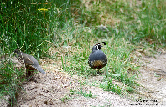 Quails in Abel Tasman National Park