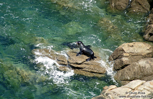 Seal in Abel Tasman National Park