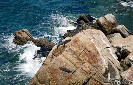 Seals in Abel Tasman National Park