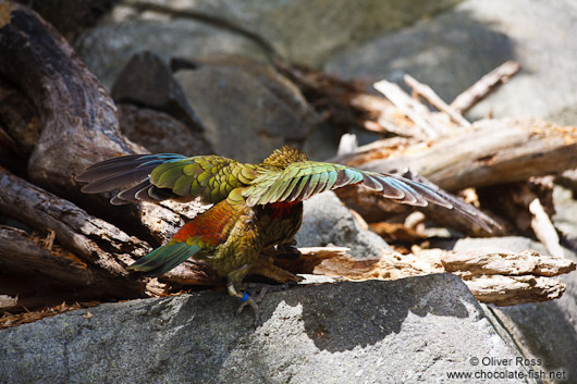 Kea