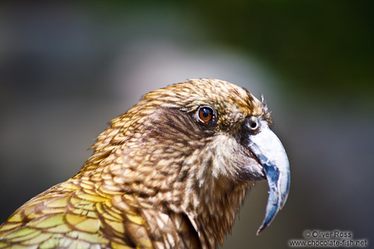 Kea close-up