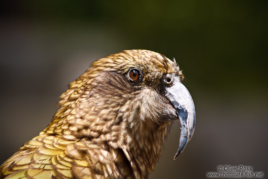 Mountain Kea close-up