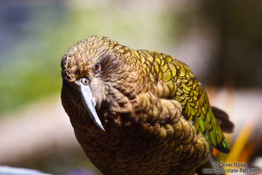 Kea