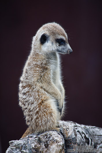 Meerkat in Auckland Zoo