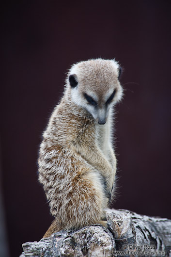 Auckland Zoo Meerkat