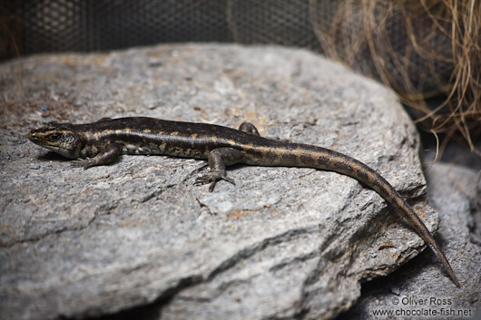 Otago skink