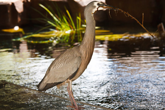 White faced heron