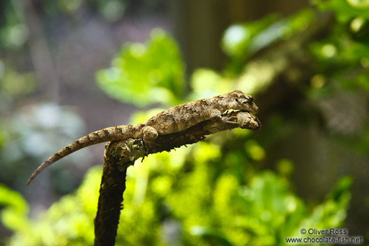 Forest gecko