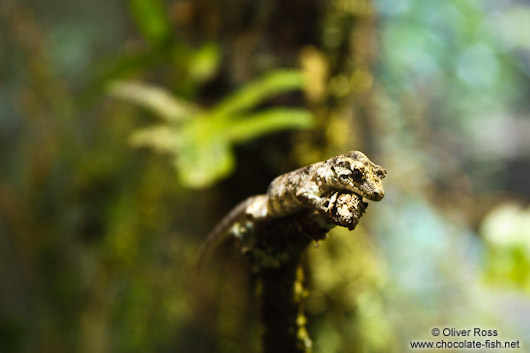 Forest gecko