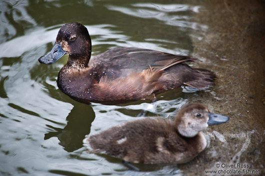 Papango scaup with young