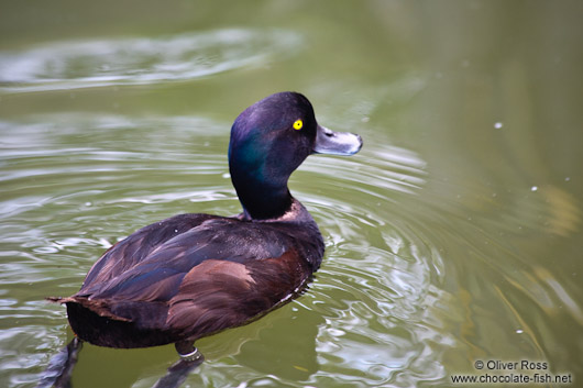 Papango scaup