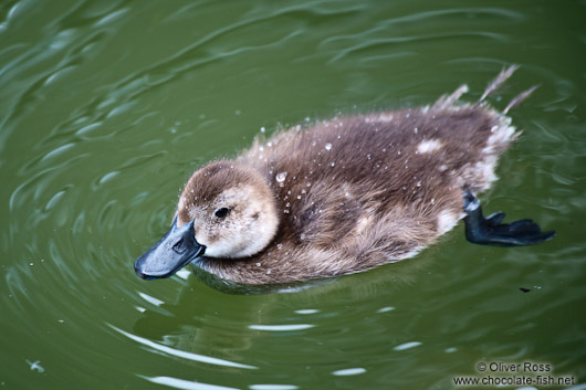 Juvenile papango scaup