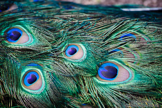 Peacock feathers