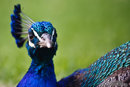 Peacock close-up