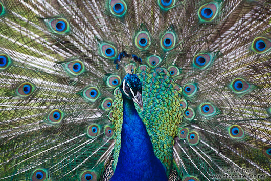 Peacock display