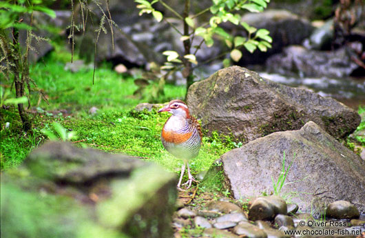 New Zealand Dotterel