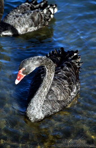 Black swan