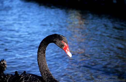 Black swan