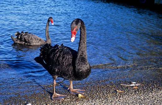 Black swans