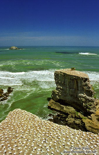 Gannet colony