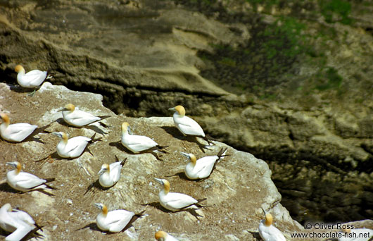 Gannet colony