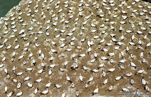 Gannet colony