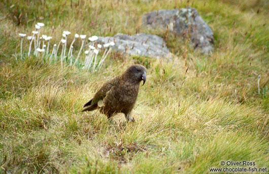 Mountain Kea