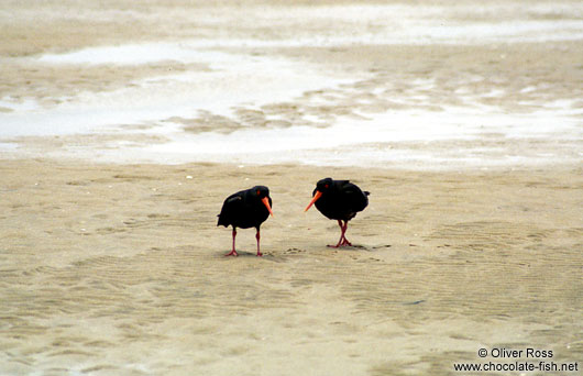 Oyster catchers