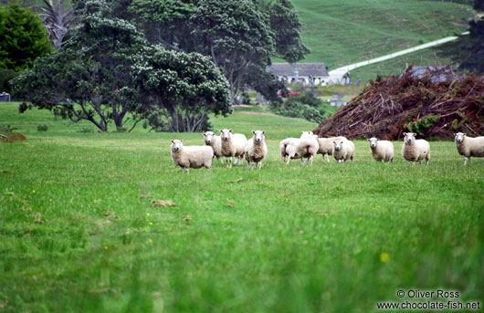 Curious Sheep