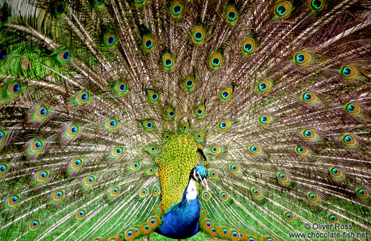 A Peacock