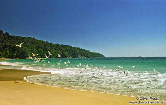 Gulls on beach