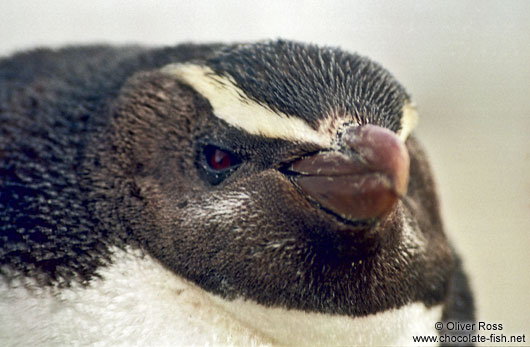 Fiordland Crested Penguin 