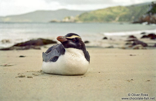 Fiordland Crested Penguin