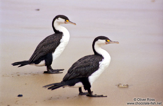 Two Shags